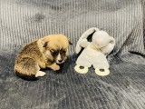 Magnifiques femelles Welsh Corgi Pembroke LOF