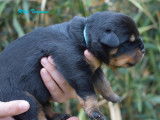 4 chiots Rottweiler à acheter (LOF)
