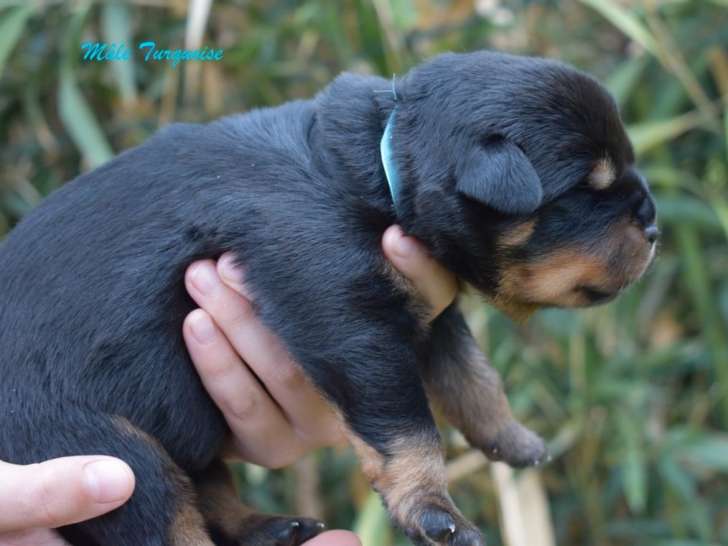 4 chiots Rottweiler à acheter (LOF)