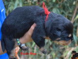 4 chiots Rottweiler à acheter (LOF)
