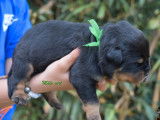 4 chiots Rottweiler à acheter (LOF)