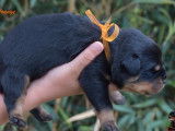 4 chiots Rottweiler à acheter (LOF)