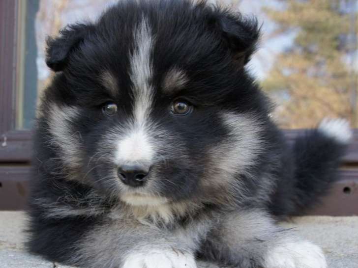 Réservation ouverte pour 3 jeunes Chien Finnois de Laponie mâles (LOF)