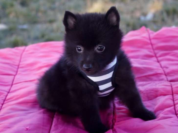 3 chiots Schipperke LOF disponibles à la réservation