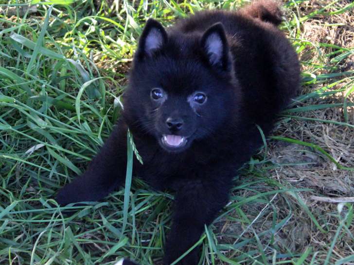 🖤 Airelle – Dernière femelle Schipperke LOF disponible – née le 26 mars 2025