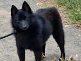 💜 Violette, petite Schipperke LOF à adopter – Une chienne sensible et très douce 💜