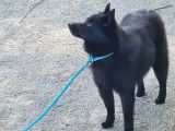 💜 Violette, petite Schipperke LOF à adopter – Une chienne sensible et très douce 💜