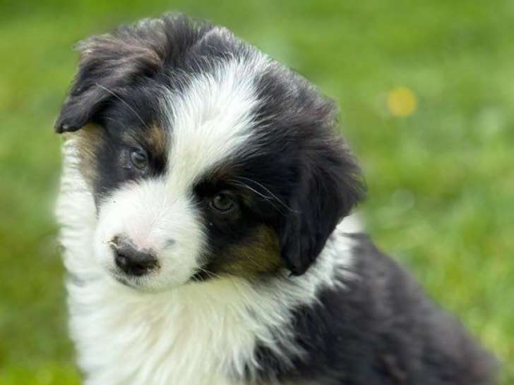 À vendre, des chiots femelles Berger Américain Miniature (LOF)