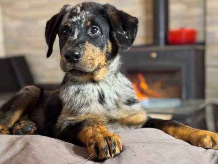 À vendre, 12 chiots Beauceron (LOF)