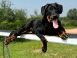 À vendre, 12 chiots Beauceron (LOF)