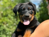 À vendre, 12 chiots Beauceron (LOF)