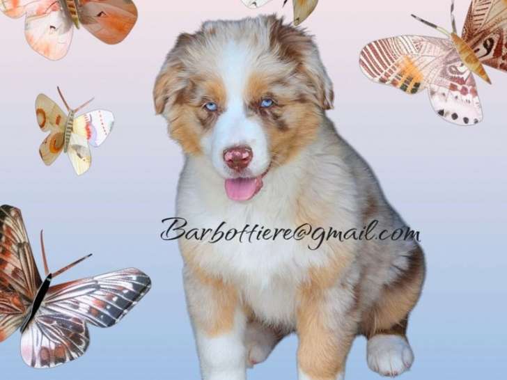 Chiot femelle Berger Australien LOF à vendre
