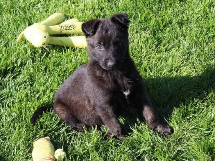 6 chiots Berger Hollandais LOF à réserver
