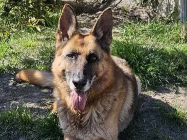 À adopter : chienne Berger Allemand de 6 ans