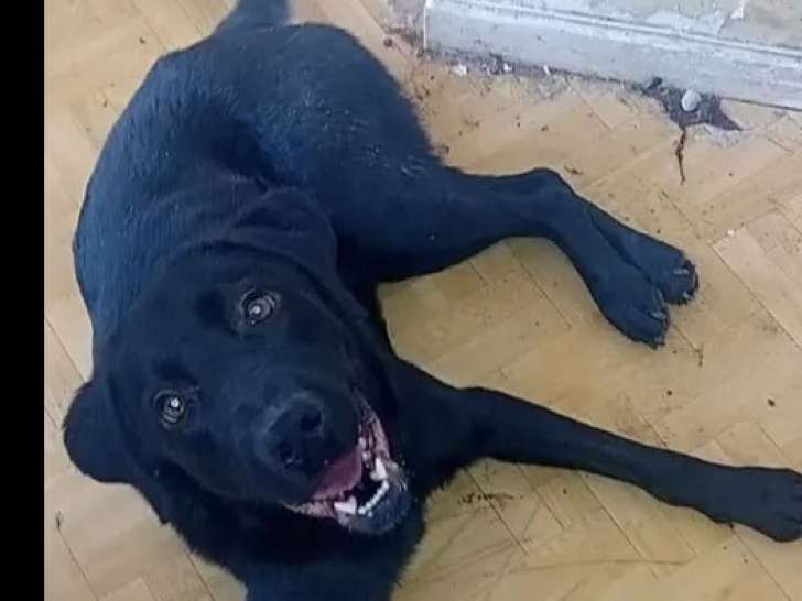 Disponible à l'adoption : chien Labrador de couleur noire