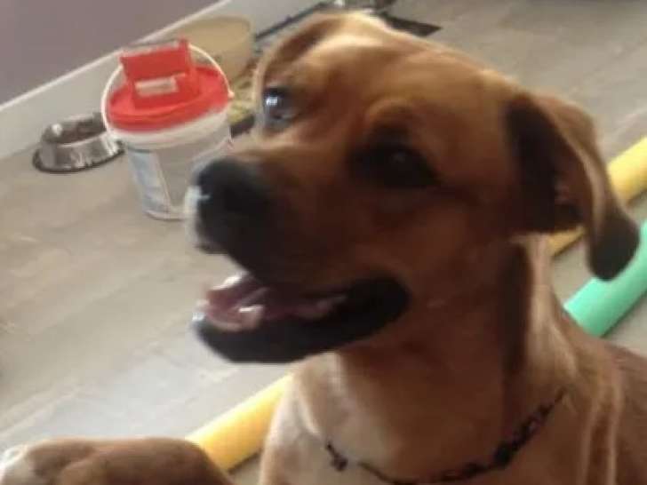 En attente d’adoption : chienne marron
