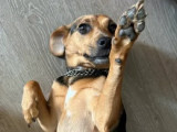 Prête pour l'adoption : chienne noire et feu