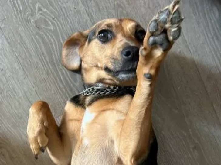 Prête pour l'adoption : chienne noire et feu