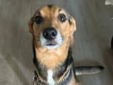 À accueillir : chien d'un an