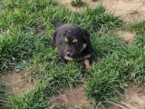À la recherche d'un foyer : chiot mâle d'un mois