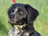 Chiot mâle Épagneul noir et blanc disponible à l'adoption