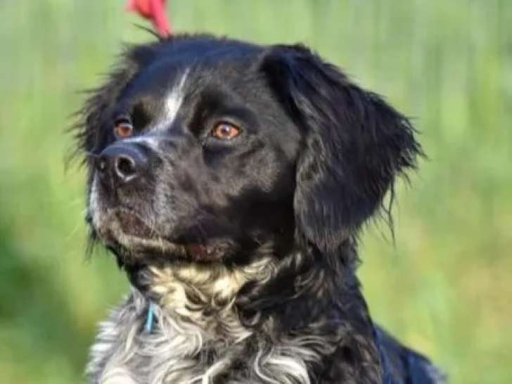 Chiot mâle Épagneul noir et blanc disponible à l'adoption