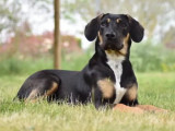 Chiot femelle de 6 mois en attente d'adoption