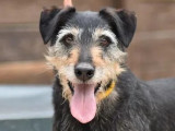 Chien de 8 ans prêt pour l’adoption