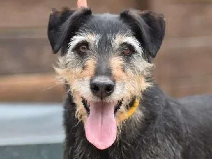 Chien de 8 ans prêt pour l’adoption