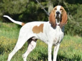 Chien Porcelaine marron et blanc en attente d'une famille