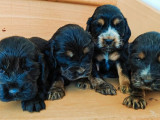 À réserver, 4 chiots mâles Cocker Anglais (LOF)