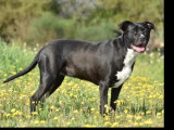 Chienne noire et blanche à accueillir