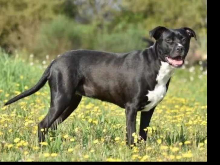 Chienne noire et blanche à accueillir