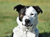 Chiot mâle blanc avec marque noire en quête d'un foyer