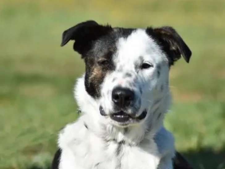 Chiot mâle blanc avec marque noire en quête d'un foyer