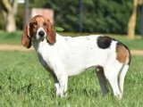 Adoption disponible : chien Anglo-français de Petite Vénerie d'un an