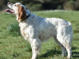 Chienne Épagneul Breton adulte à la recherche d'un foyer