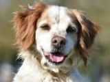 Chienne &Eacute;pagneul Breton adulte &agrave; la recherche d'un foyer