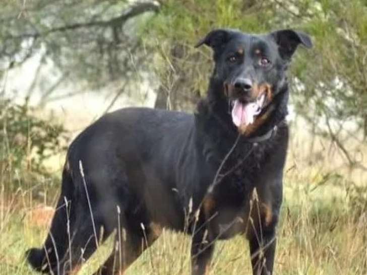 À adopter, chien Beauceron noir et feu