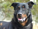 À adopter, chien Beauceron noir et feu