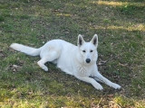 Mâle Berger Blanc Suisse disponible pour saillie
