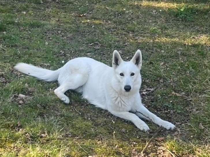Mâle Berger Blanc Suisse disponible pour saillie