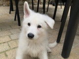 Mâle Berger Blanc Suisse disponible pour saillie