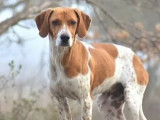 Disponible à l'adoption, chiot mâle roux et blanc