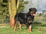 En attente d'adoption, chien Rottweiler noir et feu