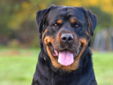 En attente d'adoption, chien Rottweiler noir et feu