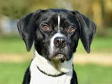 Prêt pour l'adoption, chien noir et blanc