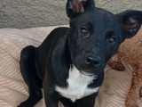 En attente d’une famille, chiot femelle de 4 mois