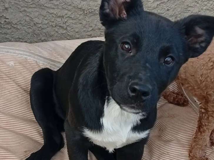 En attente d’une famille, chiot femelle de 4 mois