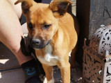 À accueillir, chiot femelle fauve